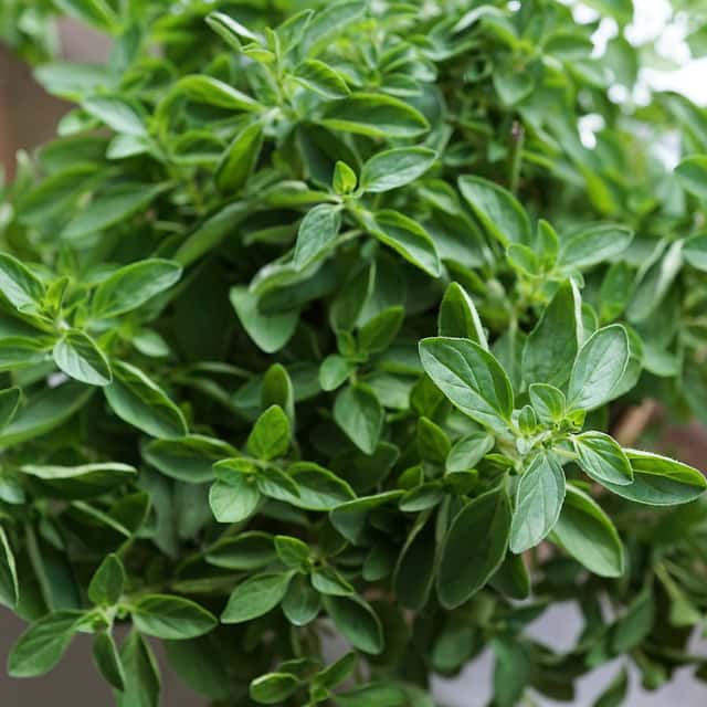 Can You Use Oil of Oregano With Confidence? | The People's Pharmacy