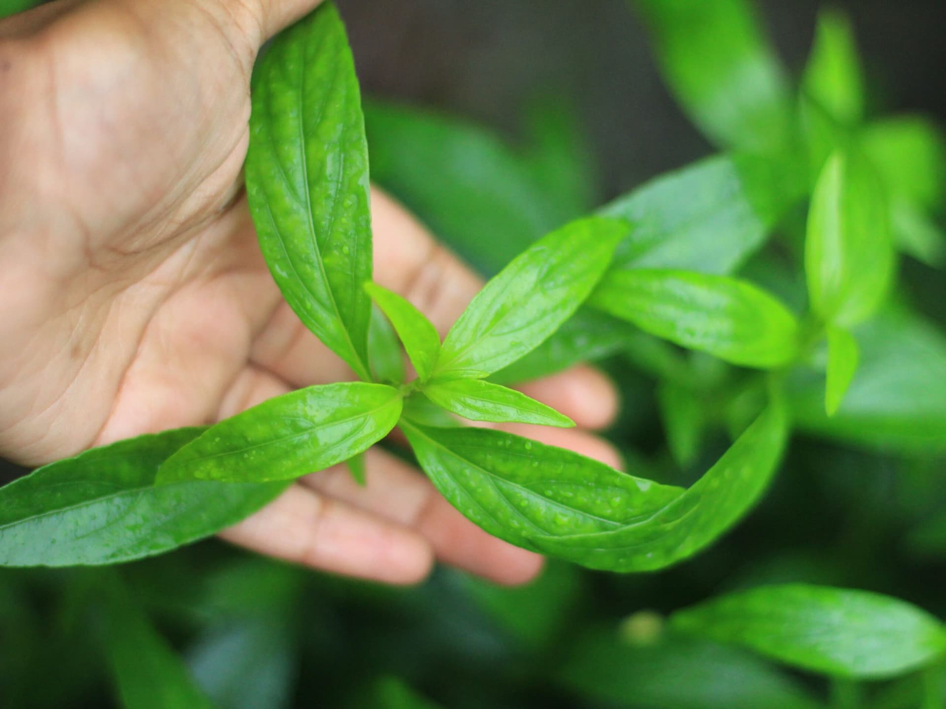 Andrographis paniculata proposed as a way to treat COVID-19 with herbs