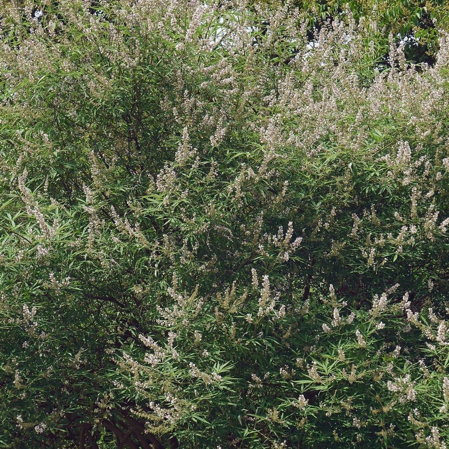 Chaste Tree (Vitex agnus-castus) In Blossom is source of chasteberry
