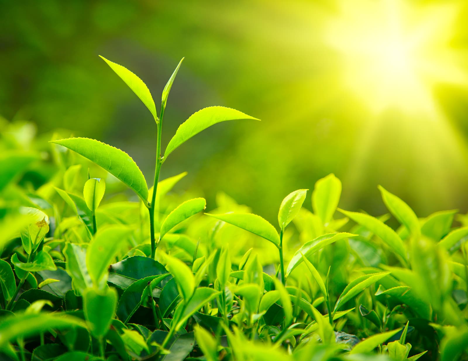 Green tea leaves on plant are rich in flavanols