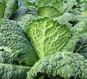 a bunch of kale, leafy greens