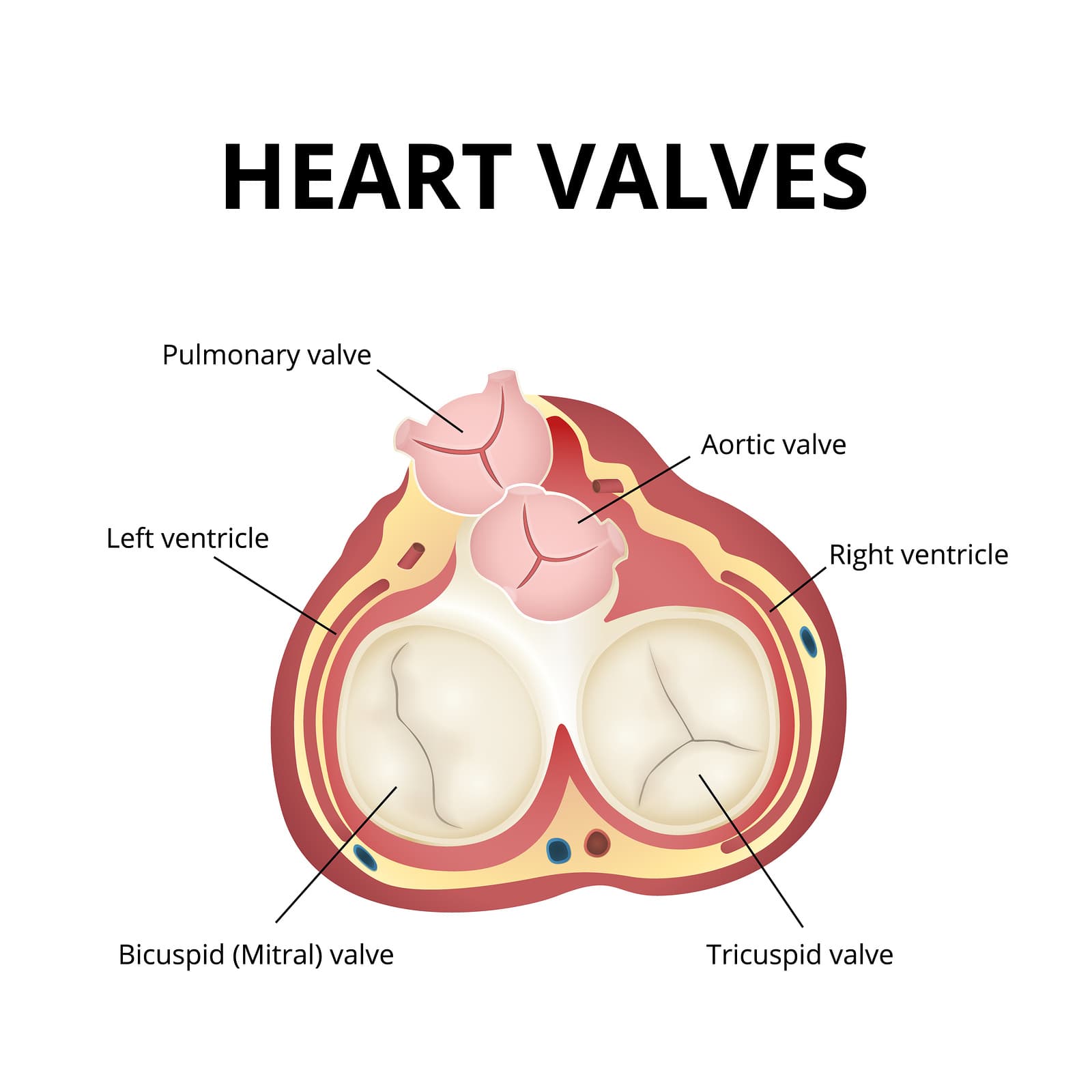 heart valves