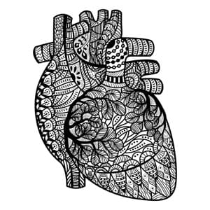 Heart, high cholesterol, heart disease,
