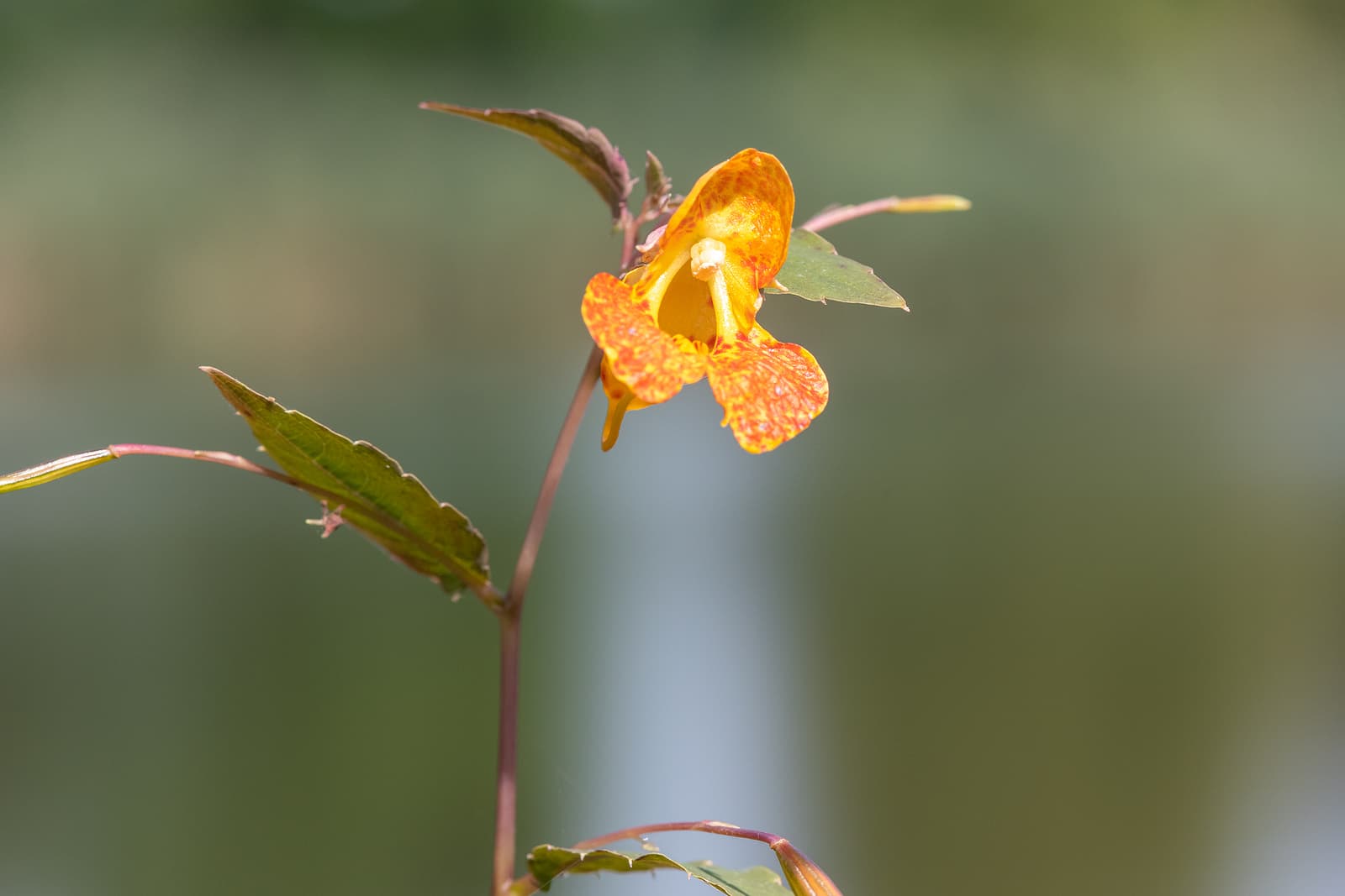 Close up of an orange balsam (impatiens capensis) flower
