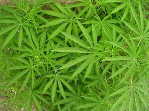 Pot drugs cannabis medical marijuana
