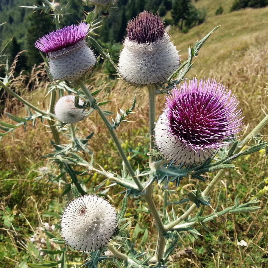 Purple milk thistles in bloom