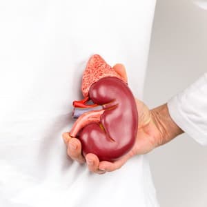 Female hand holding model of human kidney organ at back of body