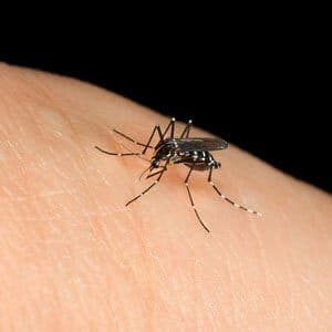 a mosquito on somone's skin