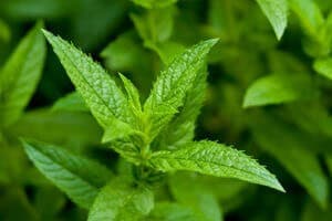 shoot of green peppermint, plant
