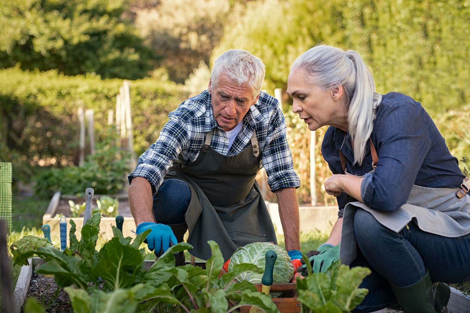 Senior couple growing stressed plants in their organic garden. Eating vegetables helps them age more slowly.