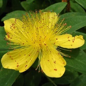 St. John's Wort (Hypericum)