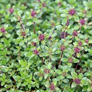 Thymus citriodorus (Lemon thyme or Citrus thyme) in the garden
