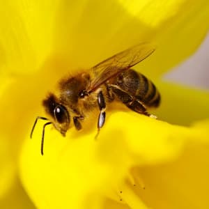 close up of a honey bee on a yellow flower