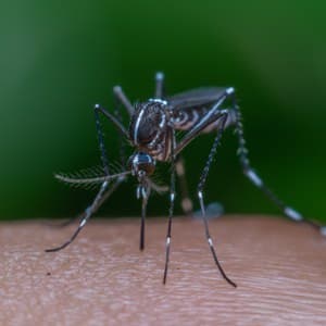 Macro of mosquito (Aedes aegypti) sucking blood close up on the human skin. Mosquito is carrier of Malaria Encephalitis Dengue and Zika virus
