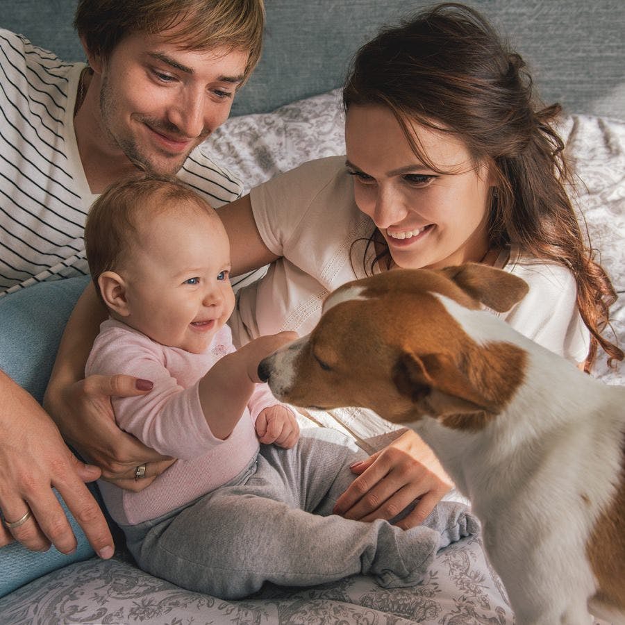 Happy family with cute baby playing whis jack russel dog in bed at home.
