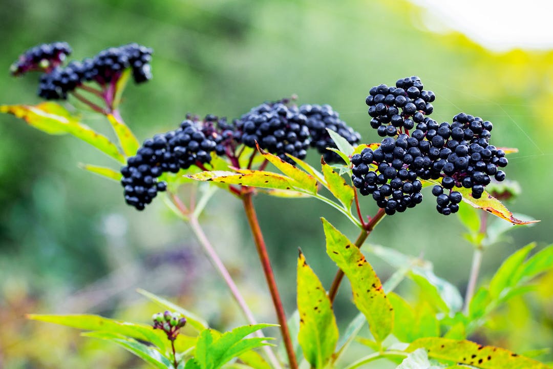 Branch of black elderberry. Elderberry is a medicinal plant
