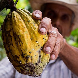 Cc0 from https://pixabay.com/en/cocoa-man-colombia-peasant-hand-452911/
