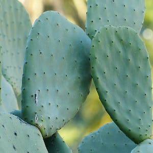 a prickly pear (nopal) cactus
