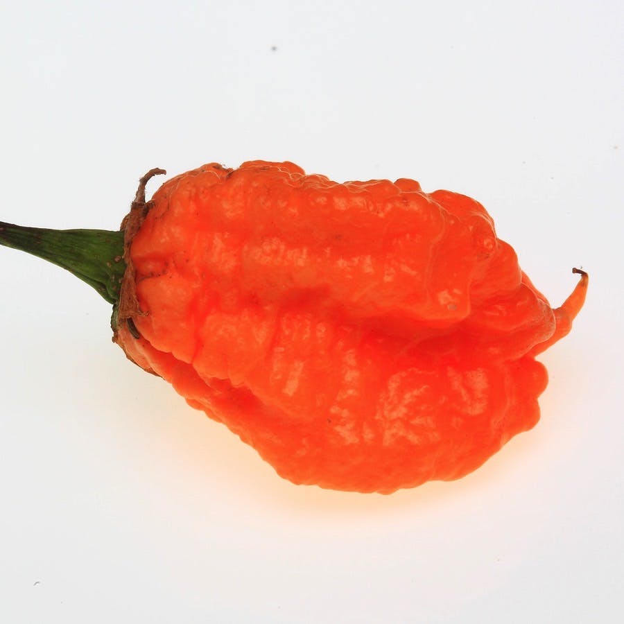 Orange Carolina Reaper hot pepper