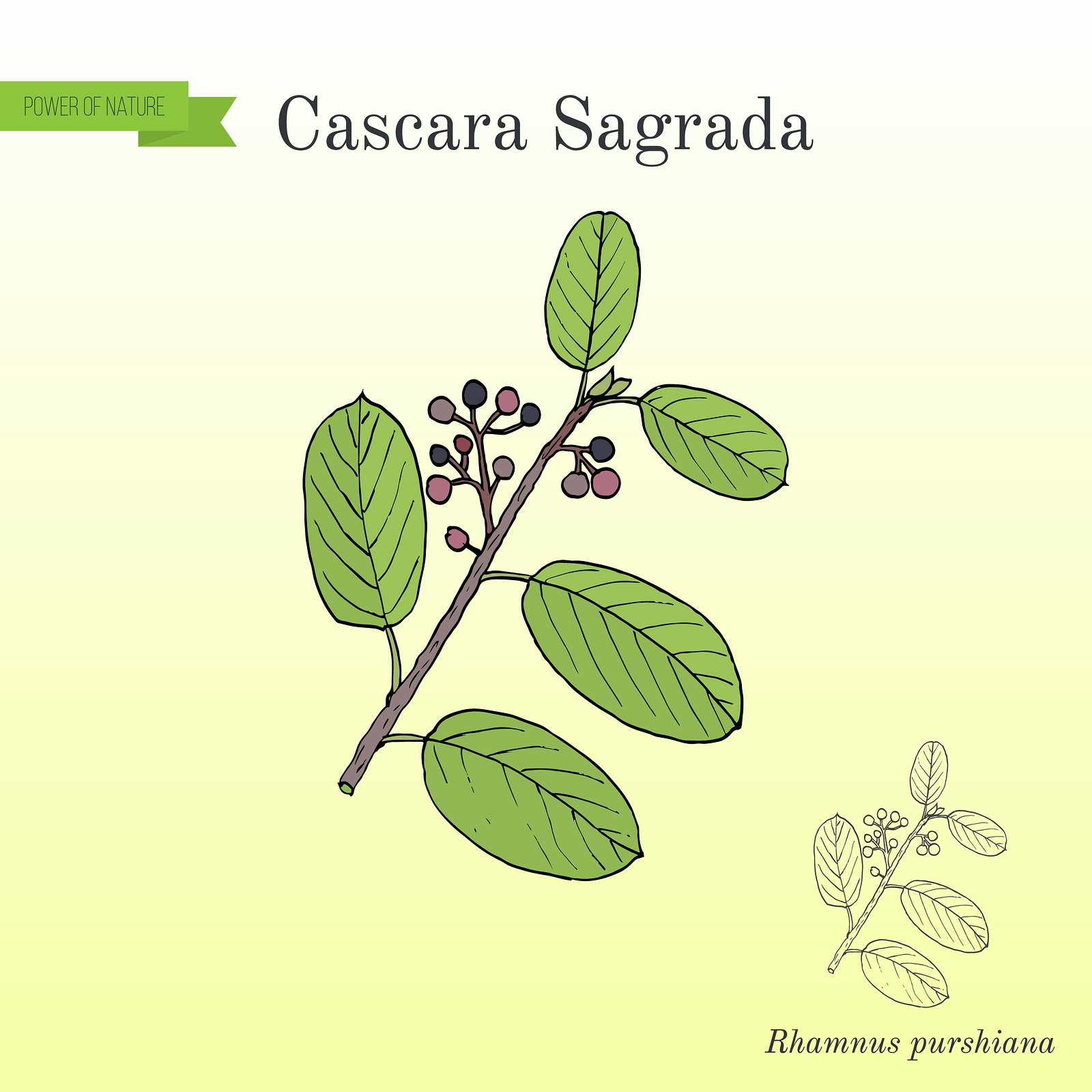 Drawing of cascara sagrada leaves