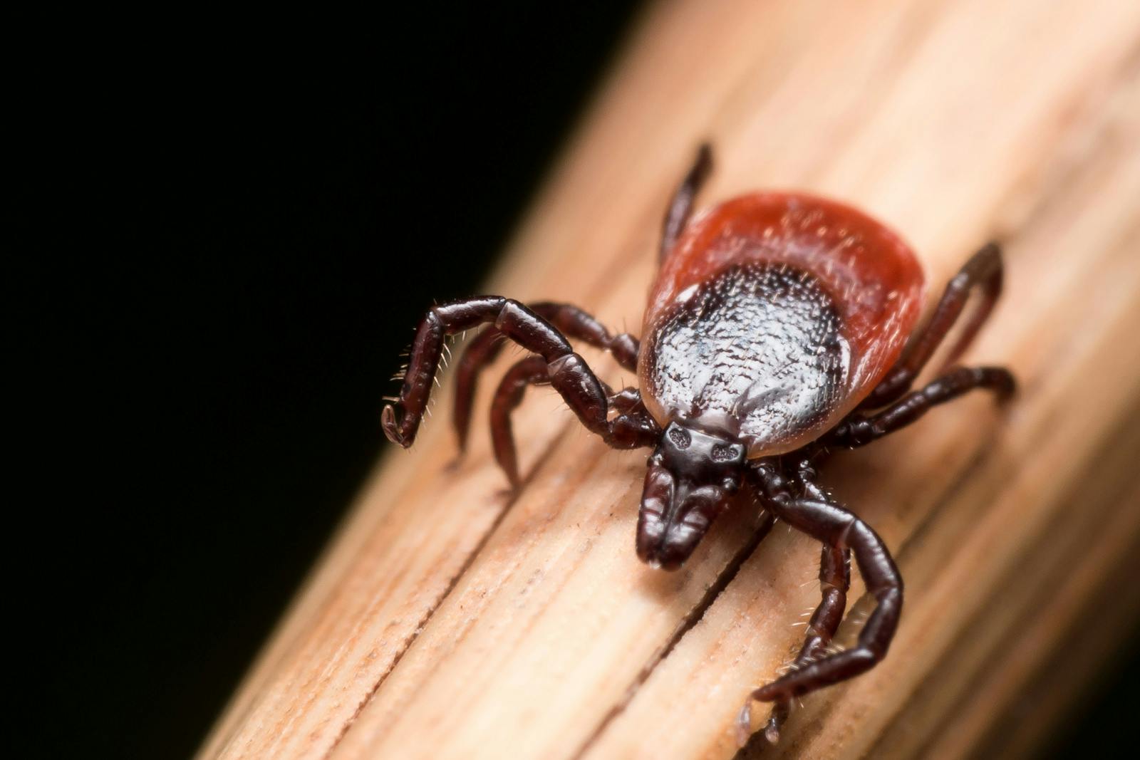 Close up photo of adult female deer tick crawling on piece of straw
