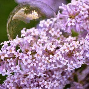 Delicate bubble on pretty French Lilac flowers ** Note: Soft Focus at 100%, best at smaller sizes
