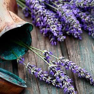 Fresh lavender over wooden background. Summer floral background with lavender flowers and wood.
