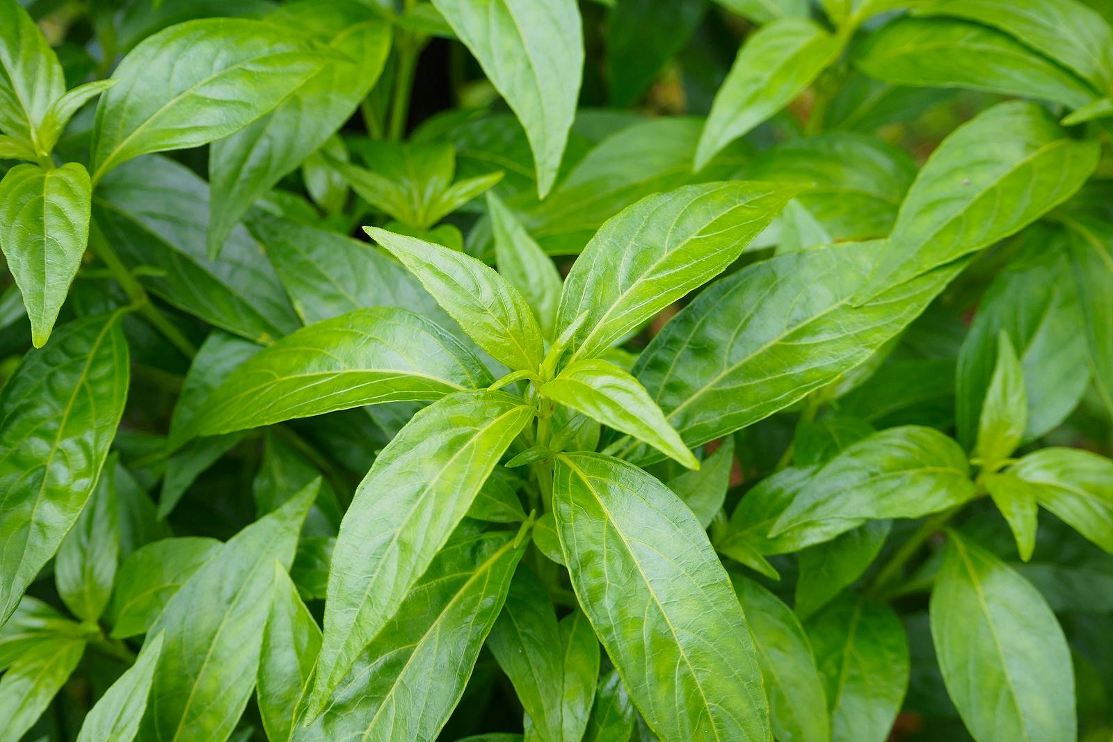 Fresh Thai herbal medicine herbs organic plant leaves Andrographis paniculata
