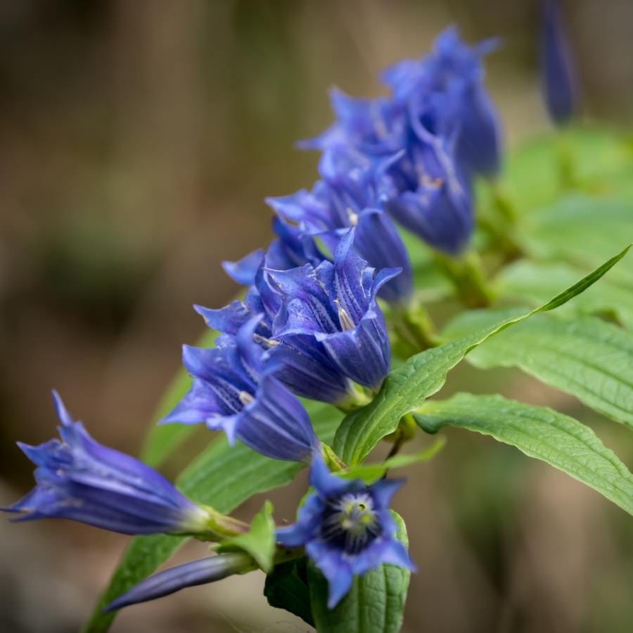 Closeup of blossoms of Gentiana asclepiadea in the Austrian alps

