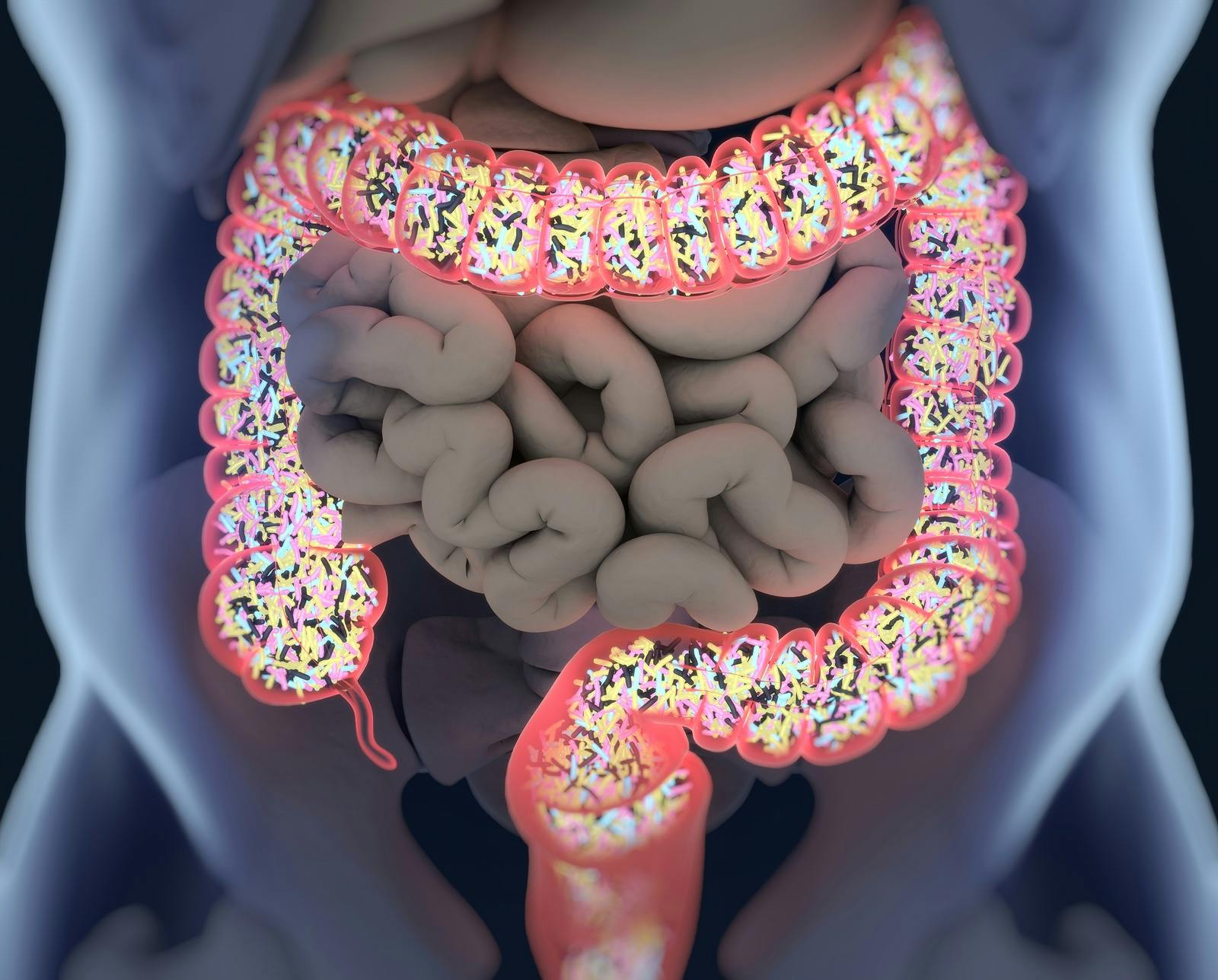 illustration of microbiota within the large intestine containing colon bacteria