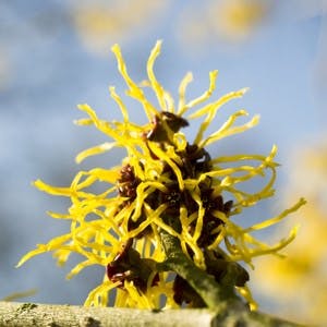 Hamamelis or witch-hazel in bloom in The Netherlands.
