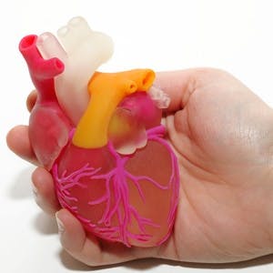One Female Hand Holding 3D Printed Human Heart
