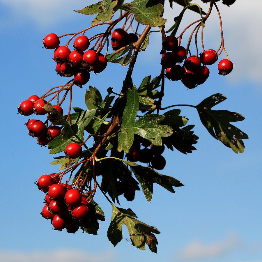 Cc0 from https://pixabay.com/en/hawthorn-berries-red-berry-red-1726549/
