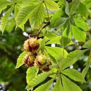 Horse-chestnuts on conker tree branch - Aesculus hippocastanum fruits.