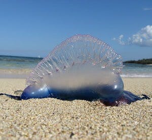 portueguese man o' war jellyfish washed up at the beach