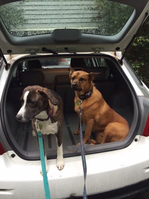 Dogs wait in the back of the car for a walk
