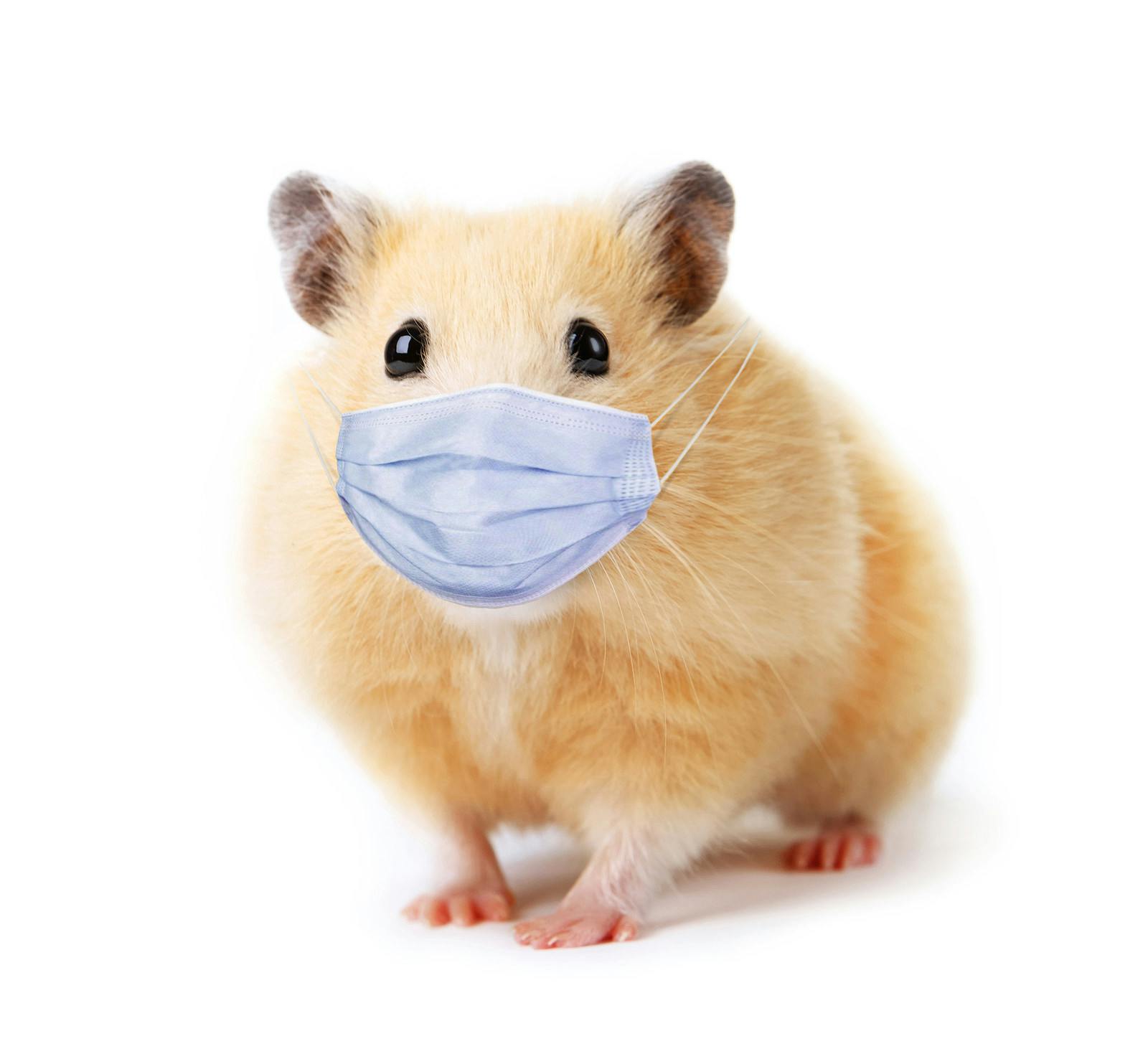 Little funny hamster in medical mask isolated on white background
