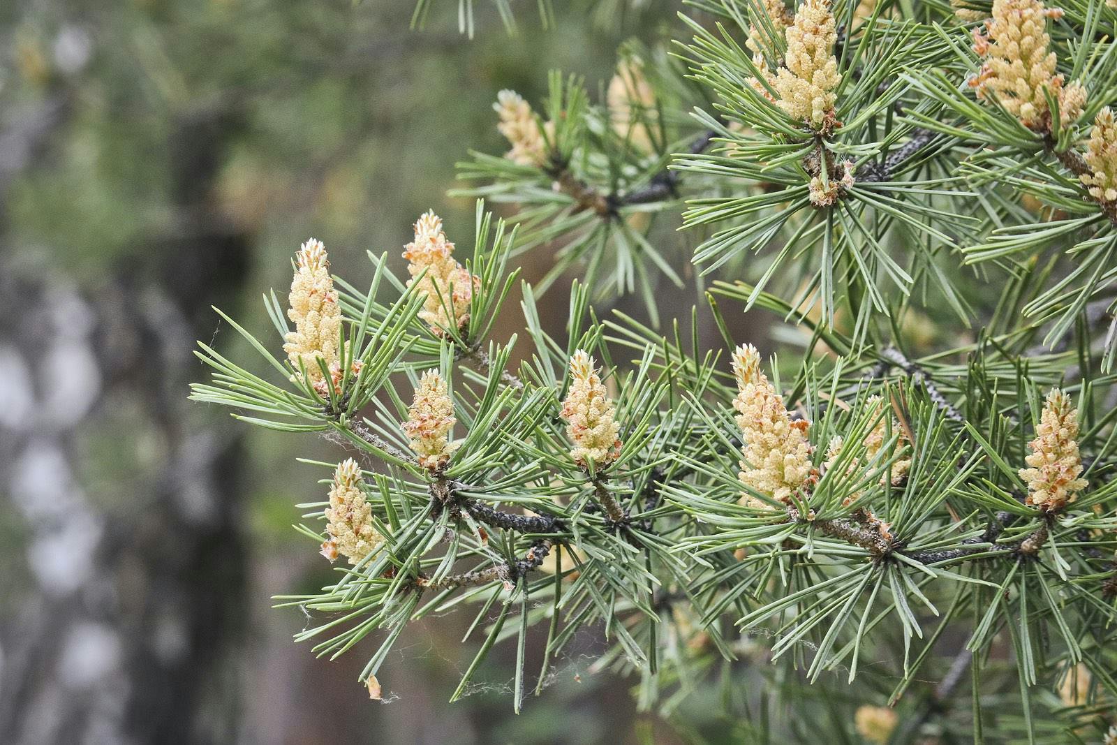 cones hold pine pollen, May cause allergy symptoms