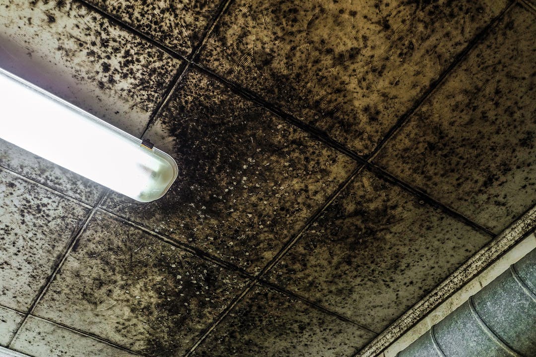 Wetting and mold growth of ceiling decorative panels. Black fungal mold.
