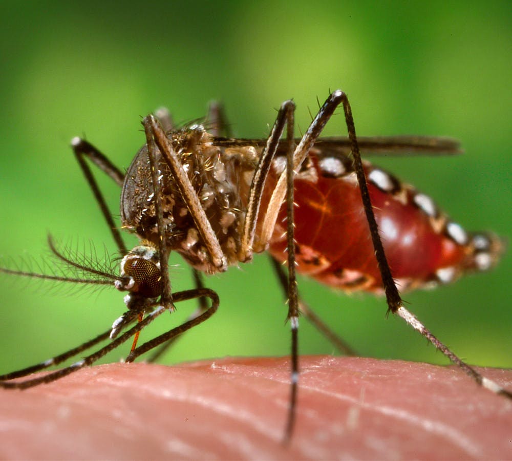 an Aedes aegypti mosquito biting and feeding causes the itch of mosquito bites