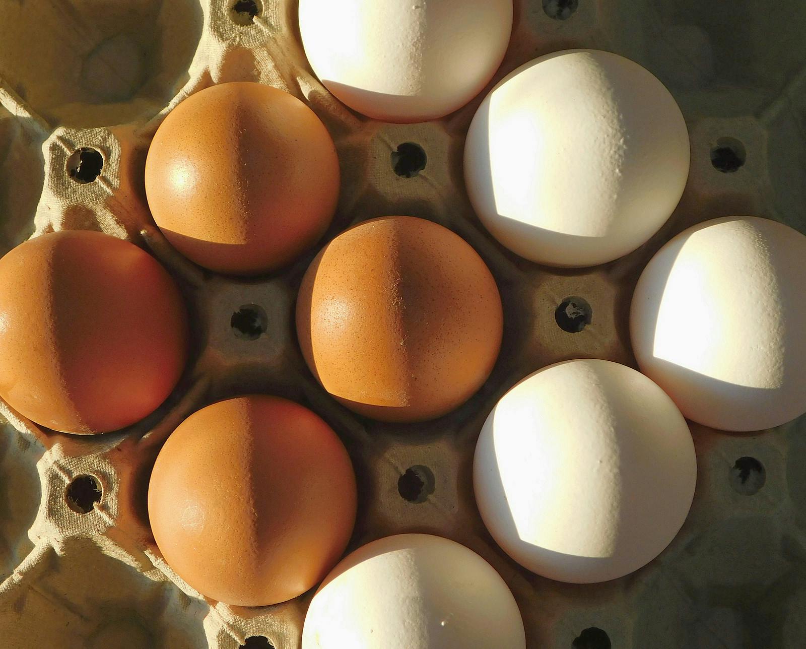 Organic white eggs vs. farm Organic white eggs vs. farm eggs. White Natural Organic Eggs and Chicken Farm Eggs. Natural foods to mass-produced foods.eggs. White Natural Organic Eggs and Chicken Farm Eggs. Natural foods to mass-produced foods.
