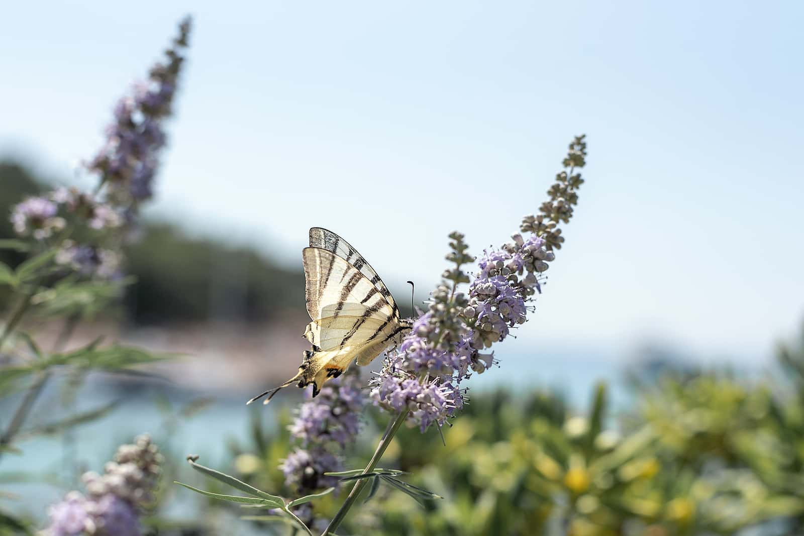 Yellow and black butterfly lights on Vitex agnus-castus flowers