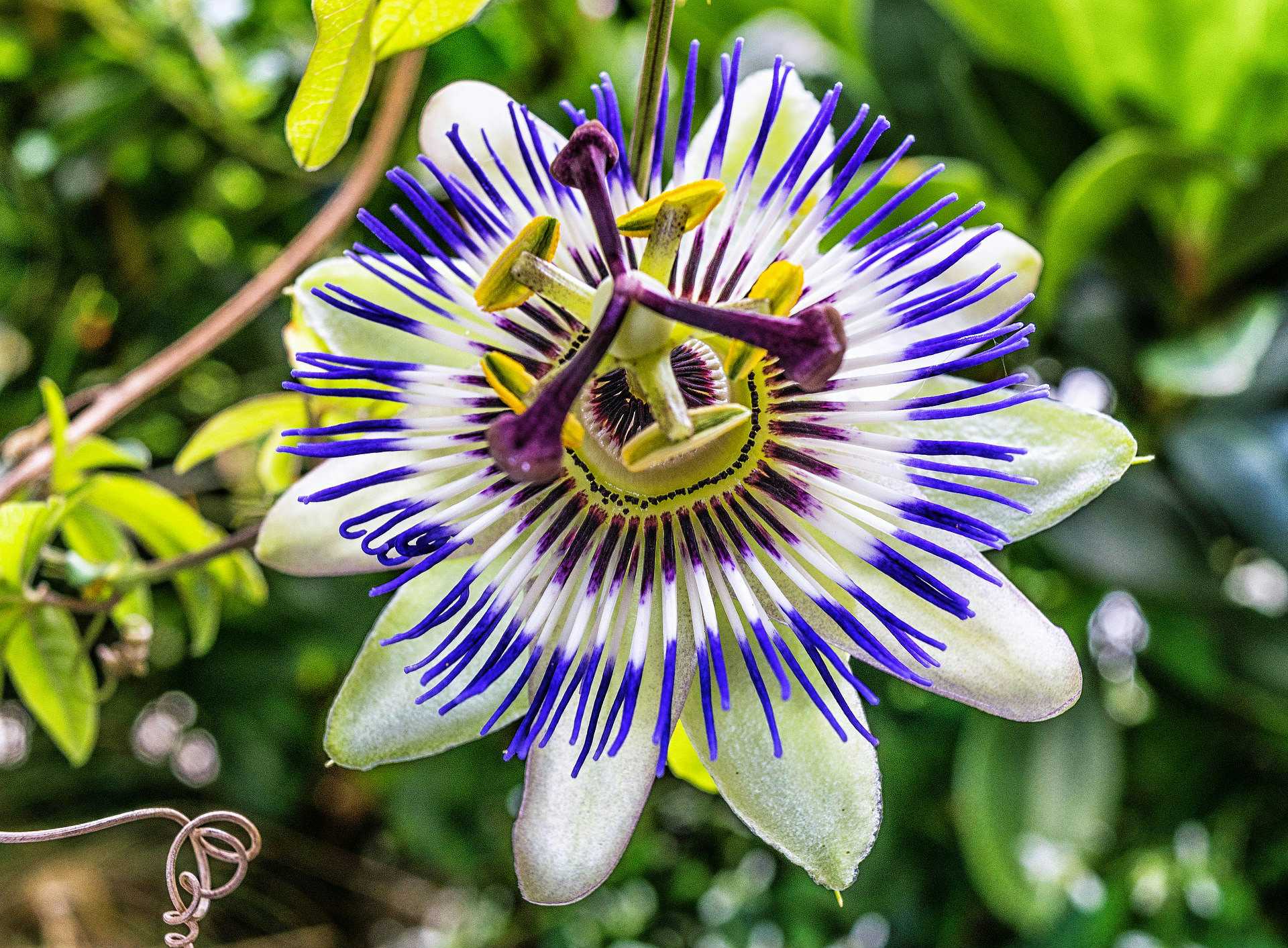 Passion Flower in bloom