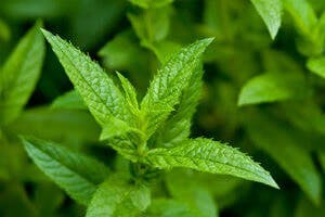 Close-up shoot of green peppermint plant. Short depth of field. mint peppermint oil
