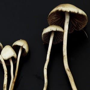 Psilocybe semilanceata, magic mushroom, cancer death anxiety