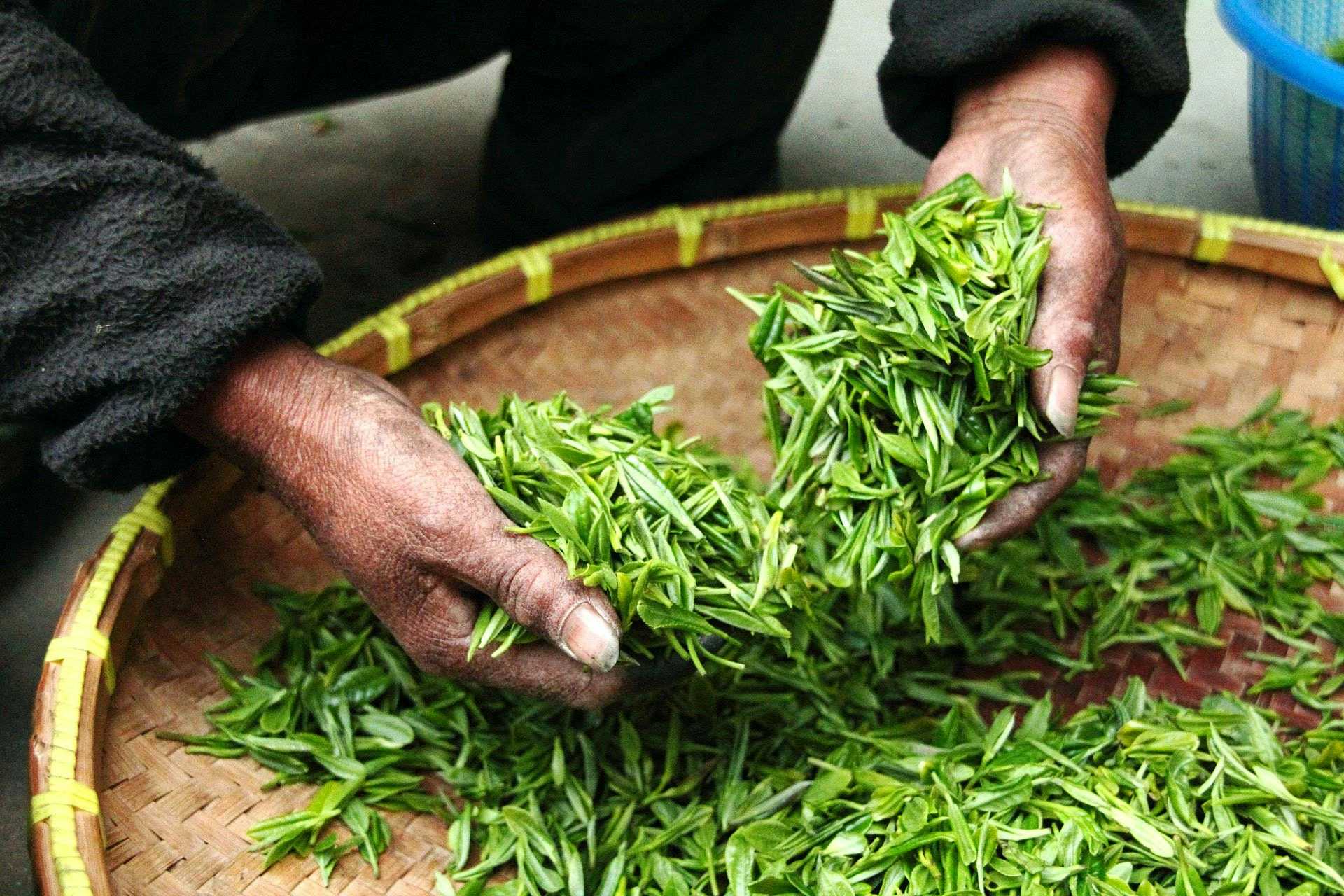 Raw green tea leaves in a basket