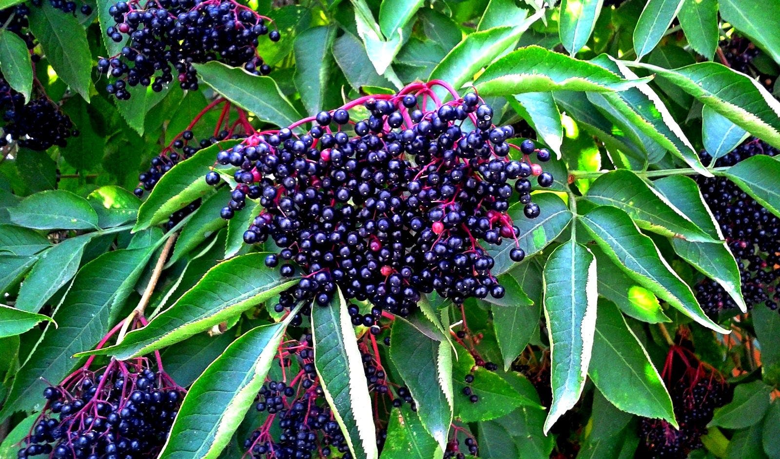 Ripe elderberries, also known as Sambucus berries, growing on a shrub; source of elderberry extract