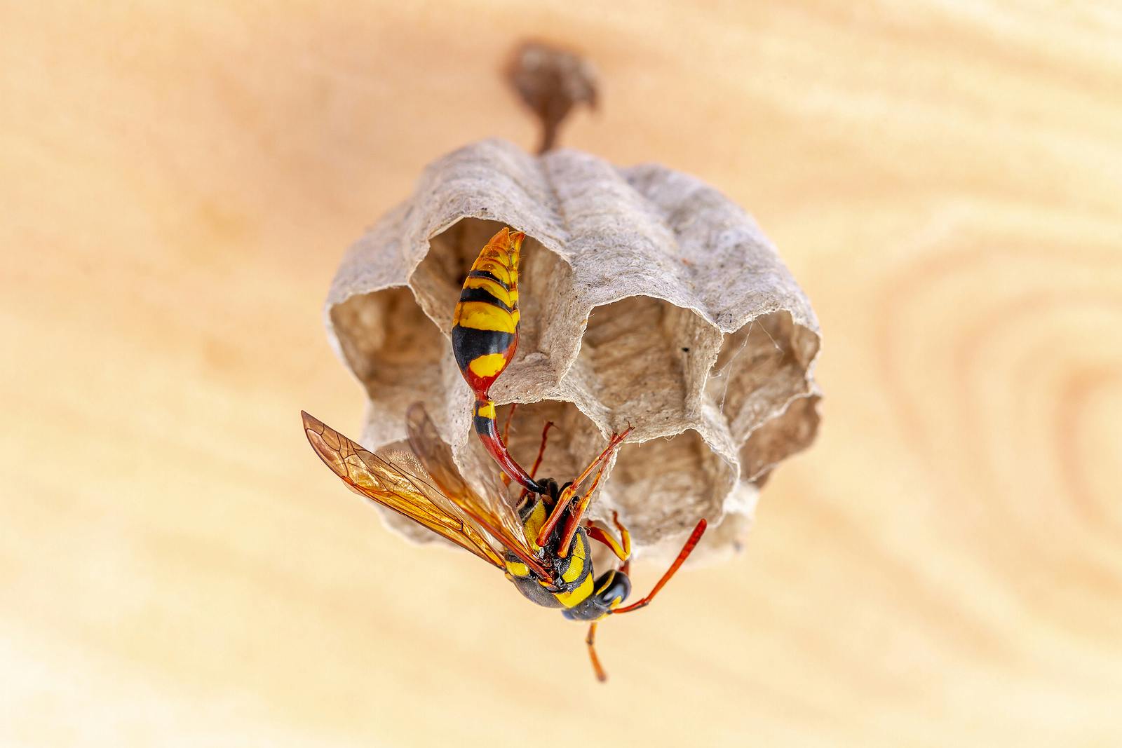Yellow Jacket builds nest