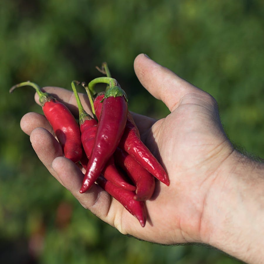 Hand holding some red chili peppers in a vegetable garden.
