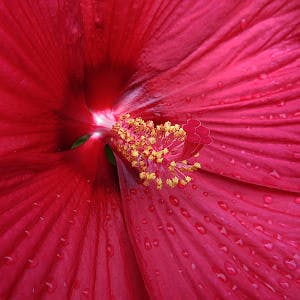 CC0 from https://pixabay.com/en/flower-hibiscus-plant-petals-1022827/
